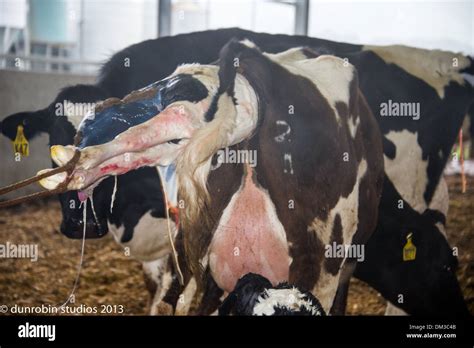 Pregnant Cow Giving Birth