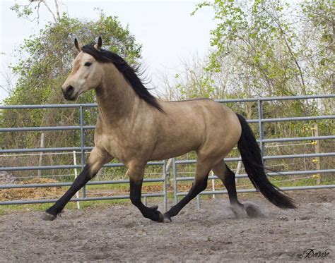 Buckskin Quarter Andalusian Horse 5 Fun Facts About Buckskin Horses