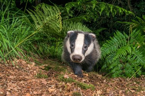 Major Increase In Badger Culling Set To Go Ahead In England