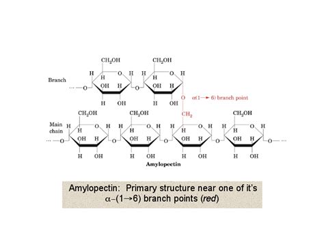 Amylopectin Primary Structure Near One Of Its A 1 6 Branch Points