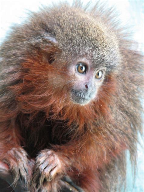 New Titi Monkey Species Discovered In Amazon Wired