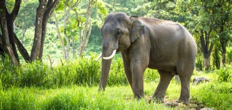 كيف تحمي الفيل الآسيوي من الانقراض