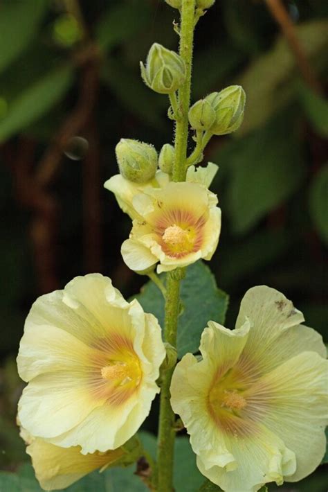 Hollyhock Flower Meaning And Beautiful Symbolism Decoded Florgeous