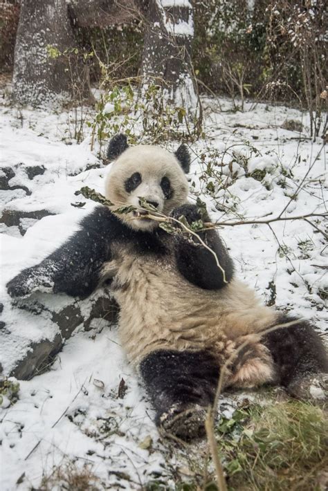 Giant Pandas Play In The Snow Photos Image 101 Abc News