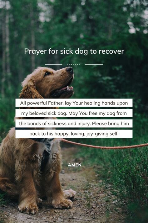 All Powerful Father Lay Your Healing Hands Upon My Beloved Sick Dog
