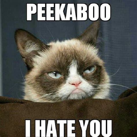 I Hate You Funny Animal Quotes Animal Jokes Funny Animal Pictures