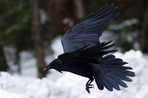 Birdwatchers Reveal Return Of Ravens To Scotlands Urban Areas As