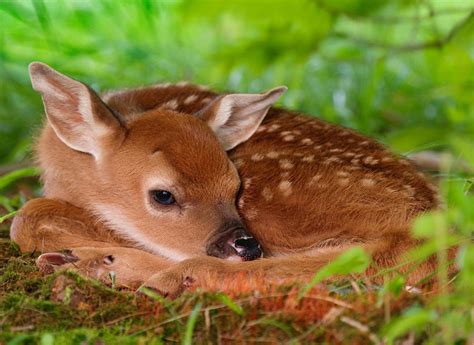 Advice On What To Do And Not To Do About Newborn Fawns Cape Gazette