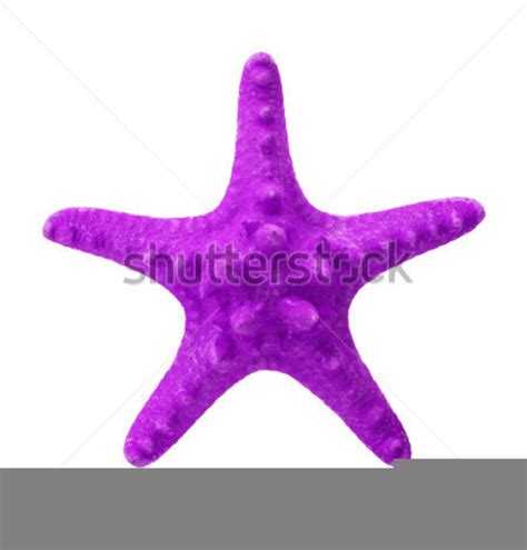 Purple Starfish Clipart Free Images At Vector Clip Art
