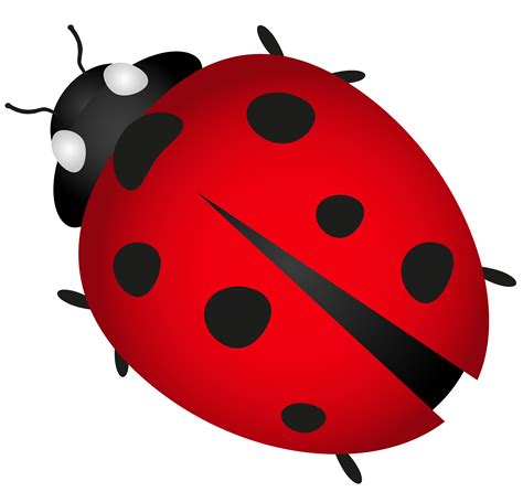 Ladybug Png Transparent Images Pictures Photos Png Arts