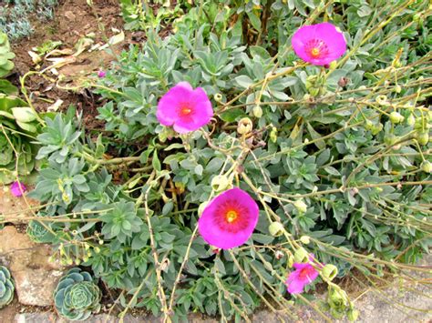 Pink Blooming Succulent Landscape