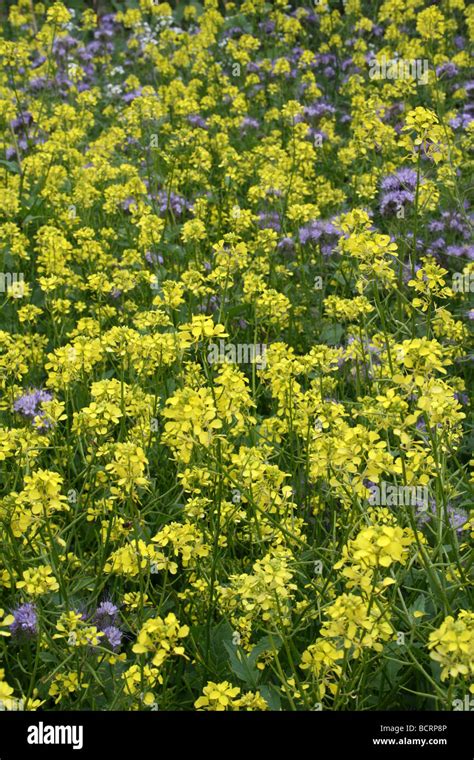 Indian Mustard Brassica Juncea Taken In Croxteth Hall Walled Garden Liverpool England Uk