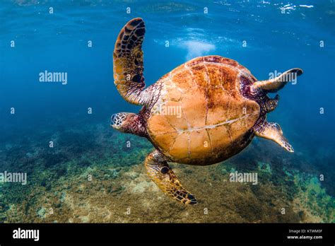 Hawaiian Green Sea Turtle Swimming Underwater Stock Photo Alamy