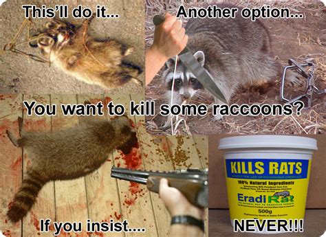 Coyotes will catch a surplus of food and store it for later. How to Kill Raccoons - Poisons, shooting, lethal grip ...