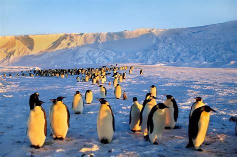 Nestaju Pingvini Na Antarktiku Original