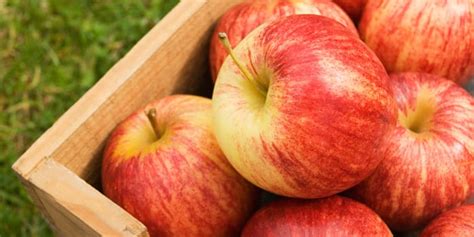 A Guide To The Most Popular Apple Varieties The Beachbody Blog