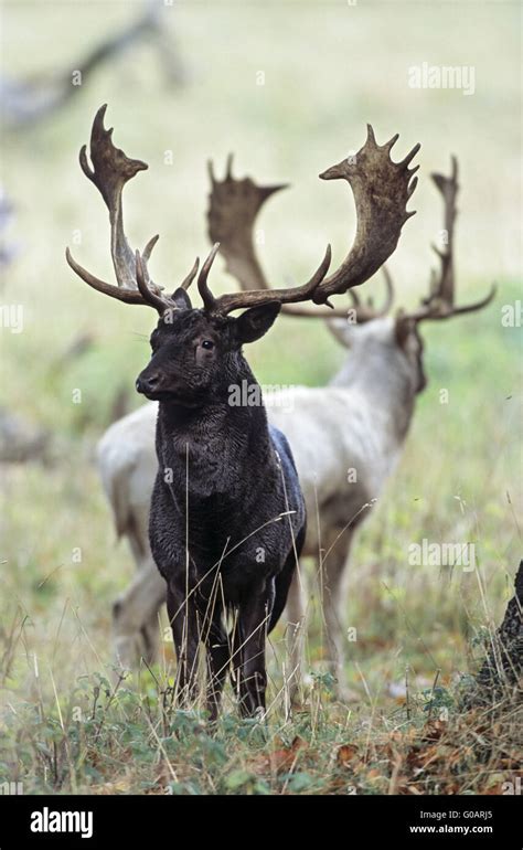 Fallow Deer Black And White Stag Stock Photo Alamy