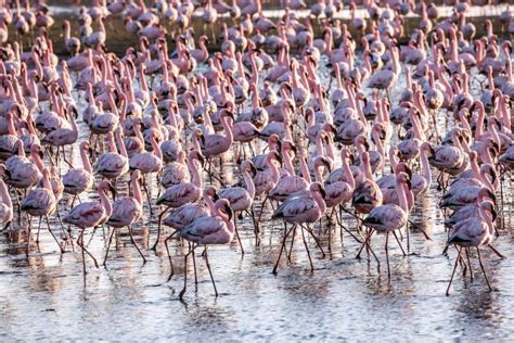 Flock Of Pink Flamingos In Namibia Stock Photo Image Of Bird Namibia