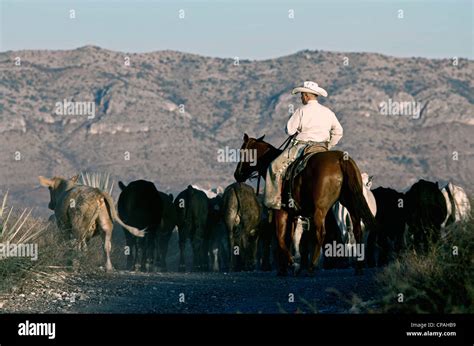 Usa West Texas Cowboy Driving Some Cattle Towards Shipping Pens
