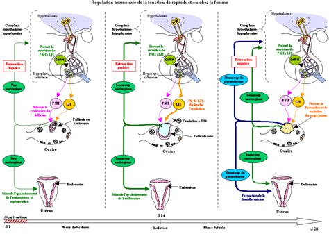 régulation hormonale de la fonction de reproduction chez la femme schéma bilan en trois étapes
