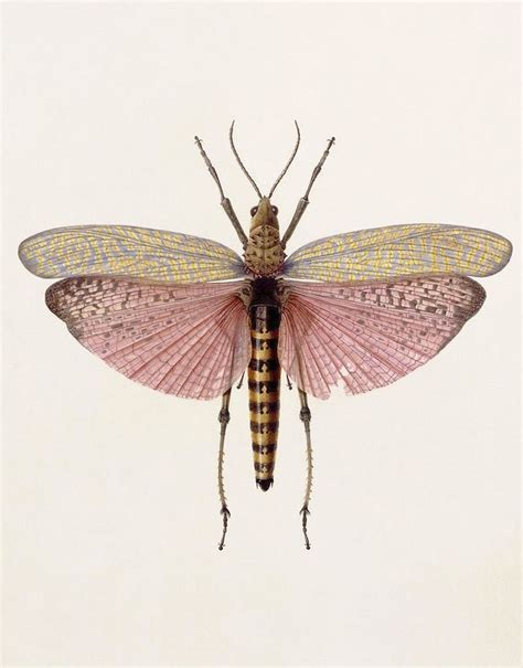 Scientific Illustration Insects Insect Art Nature Illustration
