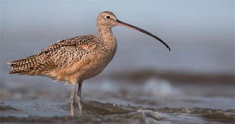 North Americas Largest Shorebird The Long Billed Curlew Is A