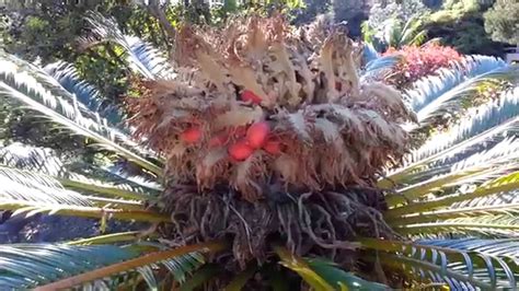 Cycas Revoluta Seeds King Sago Japanese Sago Palm Hd 08 Youtube