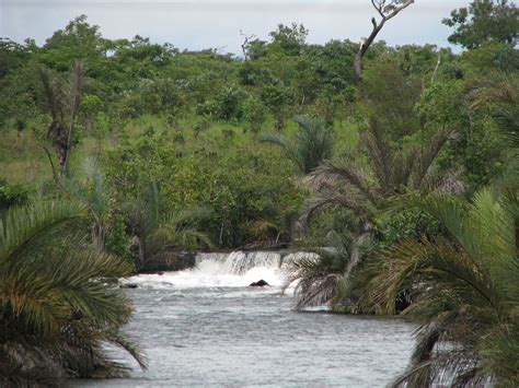 Free Images Coast Tree Forest River Stream Jungle Rapid