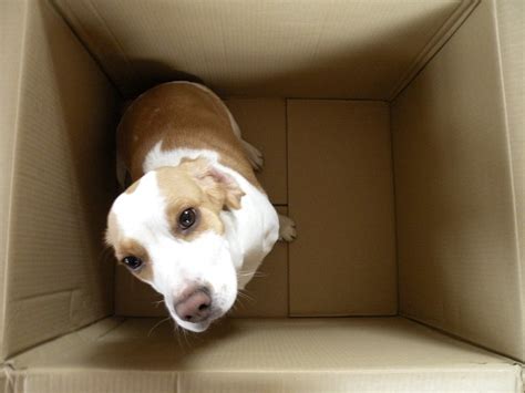 Dog In A Box My Dogs Are The First Thing I Packed Up Caus Flickr