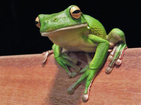 Free Download Lipped Tree Frog Desktop Wallpaper 1749 Hd Desktop