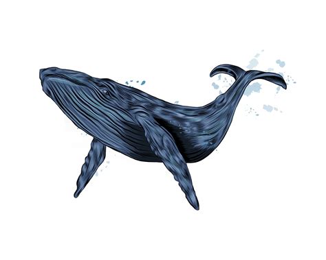 26 Best Ideas For Coloring Humpback Whale Drawing