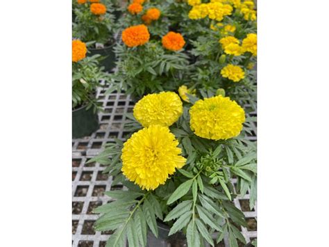 Marigold Stranges Florists Greenhouses And Garden Centers Richmond Va
