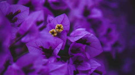 Download Wallpaper 1920x1080 Geranium Flowers Purple
