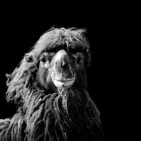 Intimate Black And White Portraits Of Exotic Animals In