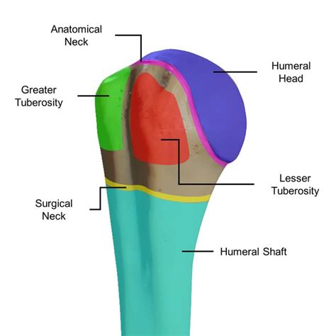 Proximal Humerus Anatomy Sectioned By Colors The Humeral Head Blue