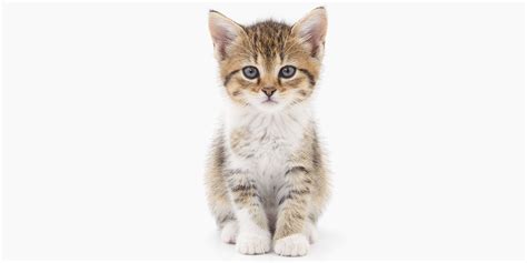 Avoid Heartache With The Kitten Checklist International