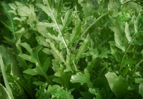 Young Arugula Plants Grow In The Ground Stock Image Image Of Natural