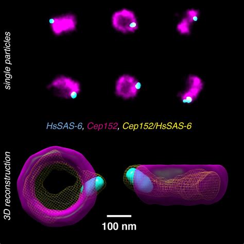 Super Resolution Microscopy Builds Multicolor 3 D From 2 D