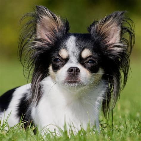 Beautiful Chihuahua Lovin Pinterest