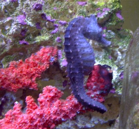 Purple Seahorse Reef2reef Saltwater And Reef Aquarium Forum