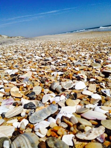 Guide To Shelling In The Outer Banks Artofit