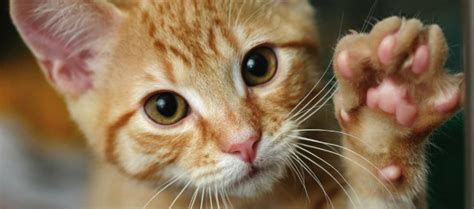 My cat was never the same is a common complaint heard after declaw surgery. Should I Declaw my Cat?