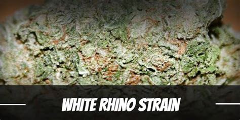 White Rhino Cannabis Strain Information And Review