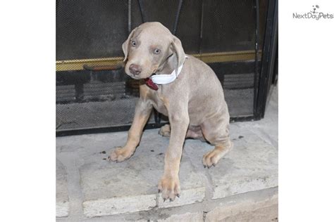 Here are just a few of the many services our campus provides Cerberus: Doberman Pinscher puppy for sale near Tri-cities, Tennessee. | 49c6595d-1131