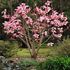 Magnolia liliiflora – Valls Garden