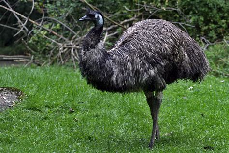 Emu A Large Bird With Surprisingly Intact Sex Chromosomes