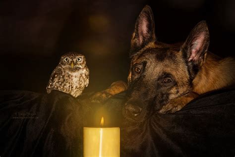 The Unlikely Friendship Of A Dog And An Owl Bored Panda