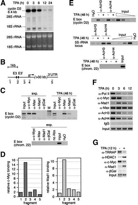 Regulation Of Cyclin D2 Gene Expression By The Mycmaxmad Network Myc