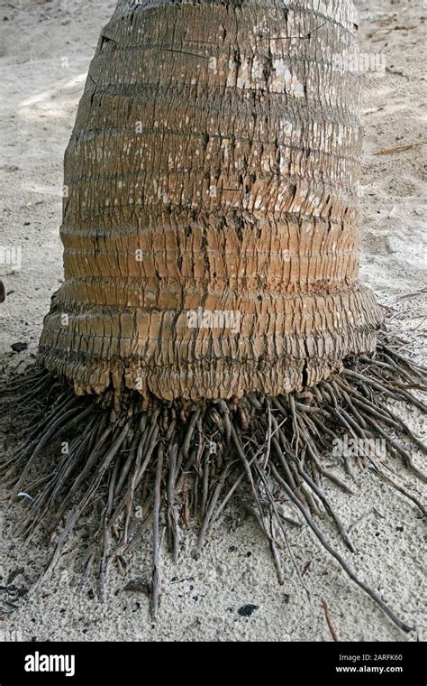 Close Up Of Roots At The Base Of Coconut Palm Tree Curieuse