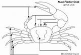 Label Crab Diagram Fiddler Organs Sensory Anatomy Crustacean Invertebrates Feelers Antennae Hermit Crustaceans External Enchantedlearning Towards Located Front Two sketch template